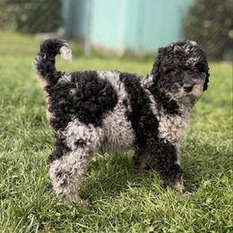 El(eleven) - Merle female Goldendoodle puppy in Eureka, California from North Coast Doodles