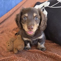 Dachshund Puppies from Cassiopeia Doxies