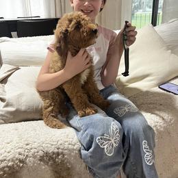 Boy 2 - Red  male Goldendoodle puppy in Lake Butler, Florida from Mini Golden Doodles
