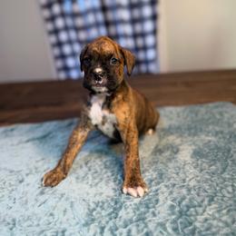 Boy 1 - Brindle male Boxer puppy in Prestonsburg, Kentucky from Bre’s Boxers