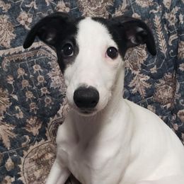 Snuggly - White and black female Whippet puppy in Lutz, Florida from Whippets of Astora