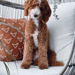 Goldendoodle and Poodle Puppies from Gorgeous Goldendoodles