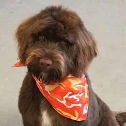 Portuguese Water Dogs from Rhonda's Portuguese Water Dogs