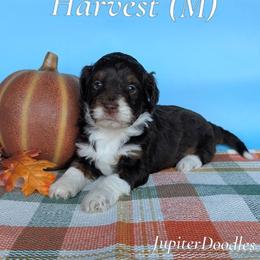 Harvest - Brown and white male Aussiedoodle puppy in Lake Bronson, Minnesota from Jupiter Doodles