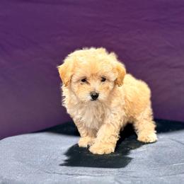 Woody - Cream male Maltipoo puppy in Bells, Texas from Partridge Doodles and Poodles