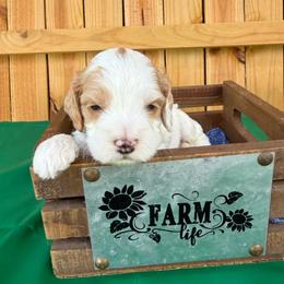 Ansel - Red and white male Cockapoo puppy in Holton, Indiana from MoonShine Babies