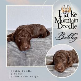 Bobby - Chocolate male Double Doodle puppy in Eagle Mountain, Utah from Lake Mountain Doodle