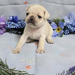 White Boy (red toe) - Cream male Pug puppy in Tulsa, Oklahoma from Locust Creek Pugs
