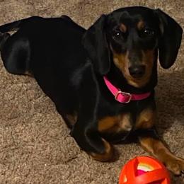 Lottie - Dachshund