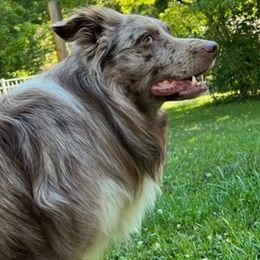 Miniature Australian Shepherds from PatterPaws Mini Aussies