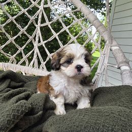 Camilla - Tricolor female Shih Tzu puppy in Turbotville, Pennsylvania from Melanie's Little Lions