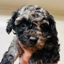Harmony - Merle female Cavapoo puppy in Moses Lake, Washington from The Cav Family