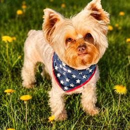 Bo - Yorkshire Terrier