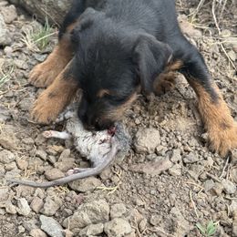 Jagdterrier Puppies from Oregon Jagdterrier