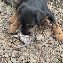 Jagdterrier Puppies from Oregon Jagdterrier