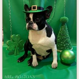 Gemma - Boston Terrier