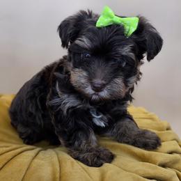 Lulu - Phantom female Bernedoodle puppy in Decatur, Tennessee from Diamond's Doodles