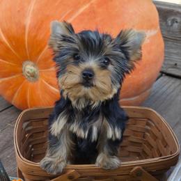 Pixie SMALL - Blue and gold female Yorkshire Terrier puppy in Monticello, Iowa from Ashley’s Puppies