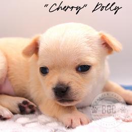 Cherry - Cream female Chihuahua puppy in Forsyth, Georgia from Brooks Grove Canines LLC