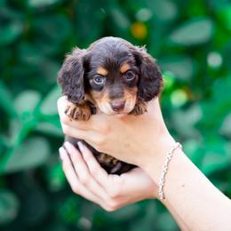 Max - Chocolate and tan male Dachshund puppy in Fort Myers, Florida from Blossom Paws