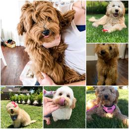 Goldendoodle Puppies from Puppy Love Doodles