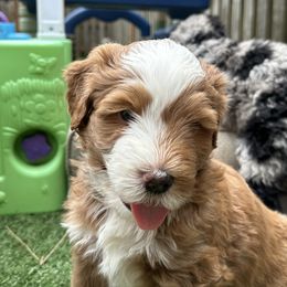 Bernedoodle, Poodle, and Saint Berdoodle Puppies from Myt fine doodles