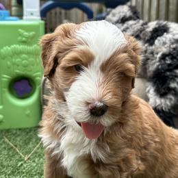 Bernedoodle, Poodle, and Saint Berdoodle Puppies from Myt fine doodles