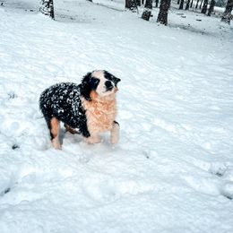 Miniature American Shepherd and Miniature Australian Shepherd Puppies from Whiskeytown Aussies
