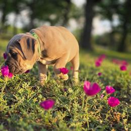 Cane Corso Puppies from HOUSE OF HALL CANE CORSOS