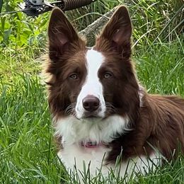 Jenny - Border Collie