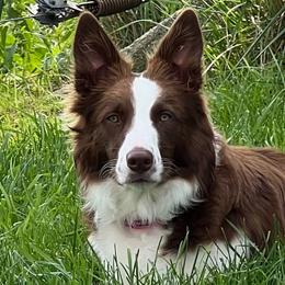 Jenny - Border Collie