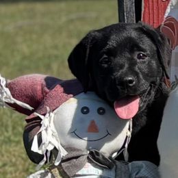 Black female - Black female Labrador Retriever puppy in Jamestown, Ohio from Heartlands Quality Labrador Retrievers