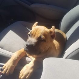 Cane Corso and French Bulldog Puppies from JSM Corsos