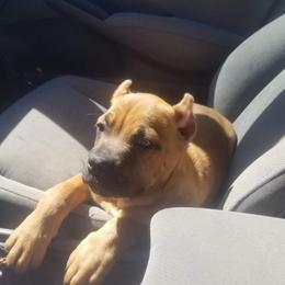 Cane Corso and French Bulldog Puppies from JSM Corsos