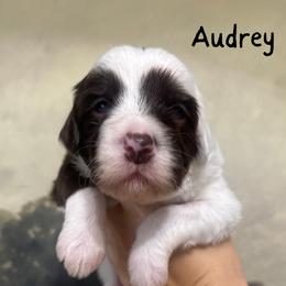 Audrey - Chocolate female Assorted Doodle Crosses puppy in West Monroe, Louisiana from Southern Haven Doodles