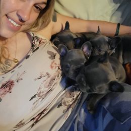 French Bulldog Puppies from Halverson Bulldogges