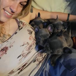 French Bulldog Puppies from Halverson Bulldogges