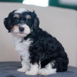 Willow - Tri-color female Bernedoodle puppy in Dundee, Ohio from Down Home Doodle