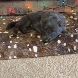 Red color - Gray male German Shepherd puppy in Marion, Ohio from Legacy K9’s