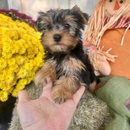 Midnight - Black and tan male Yorkshire Terrier puppy in South Coffeyville, Oklahoma from Nicki's Yorkies