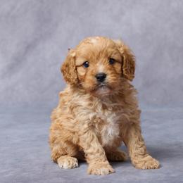 Flip - Red male Cavapoo puppy in Apple Creek, Ohio from Grandeur Valley Puppies