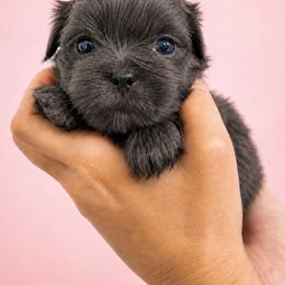 Oakley - Blue female Shih Tzu puppy in Tallahassee, Florida from Bows and Bow Ties