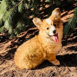 Helena - White and red female Pembroke Welsh Corgi puppy in Denver, Colorado from Monarch Corgis