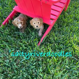 Goldendoodle Puppies from Salty River Doodles