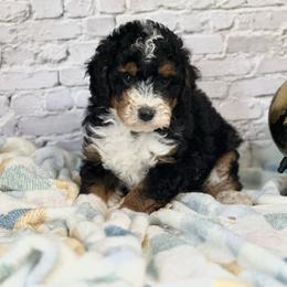 Gannon - Tri-color male Bernedoodle puppy in Moulton, Iowa from Shondel Puppy Paws