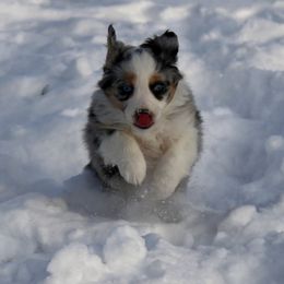 Miniature Australian Shepherd Puppies from Ridgestar Aussies