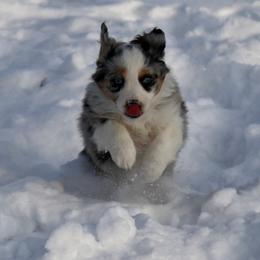 Miniature Australian Shepherd Puppies from Ridgestar Aussies
