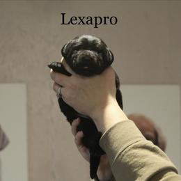 Lexapro - Black female Labrador Retriever puppy in South Lyon, Michigan from Matoskah Meadows Labradors