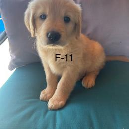 Golden Retriever Puppies from Emily Goetting