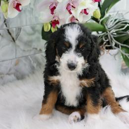 Rachel - Tri-color female Bernedoodle puppy in Muskogee, Oklahoma from Lawler’s Legacy Litters